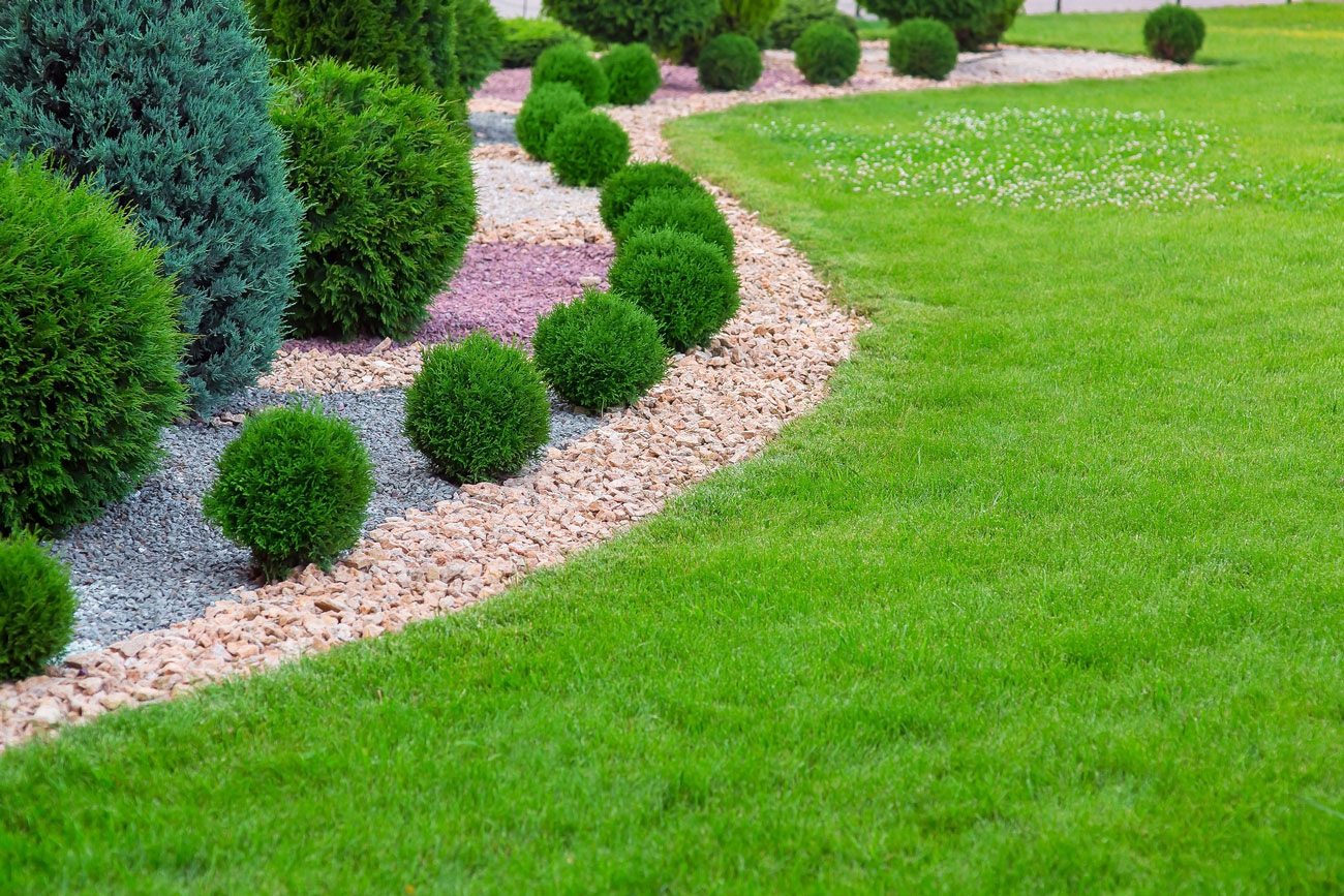 Curved landscape bed with sculpted evergreen shrubs and decorative gravel beside a manicured lawn