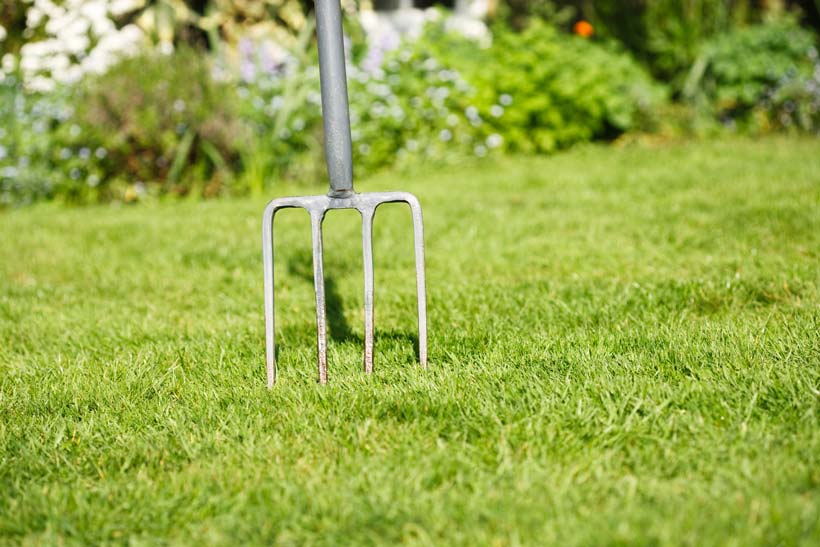 Lawn aeration using weed fork