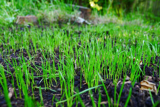 Growing grass from overseeding