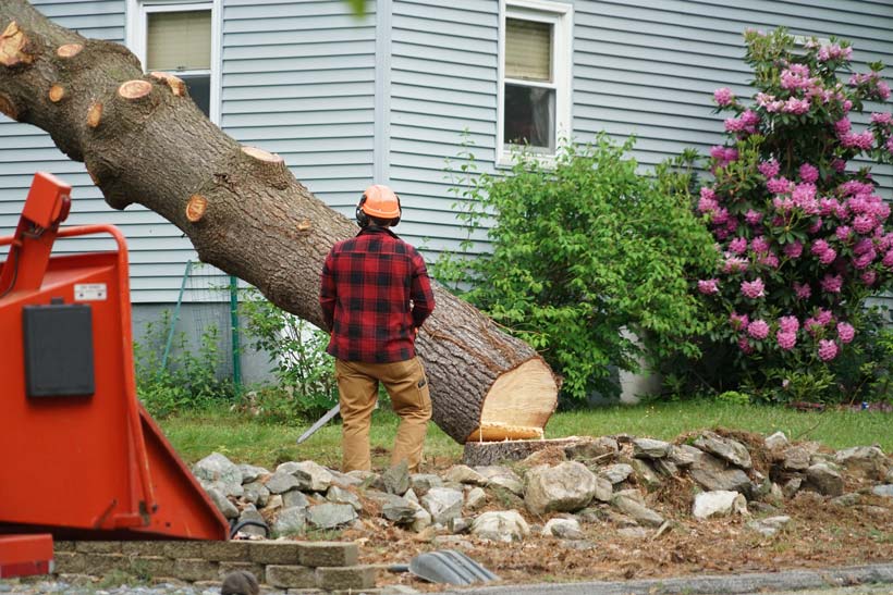 A professional working on removing a huge tree