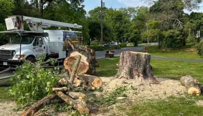 Tree Removal Service, a cut down tree and a huge stump