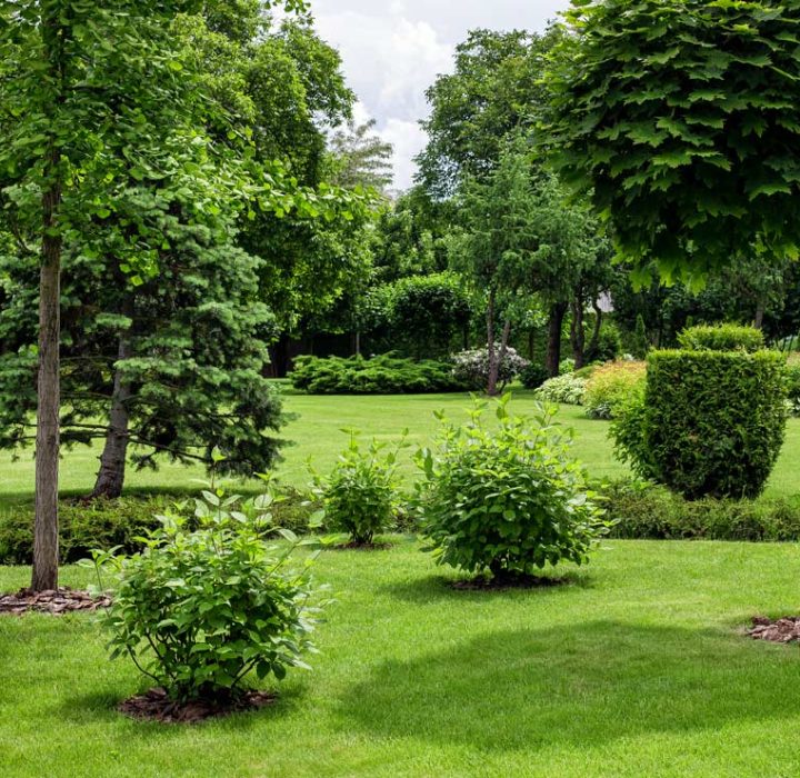 A landscaped park with a variety of trees and shrubs.