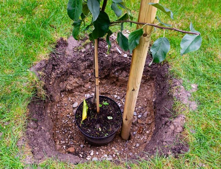 A potted tree being planted in a hole in the ground.