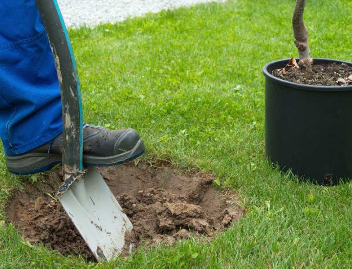 A person digging a hole in the ground, preparing to plant a tree.